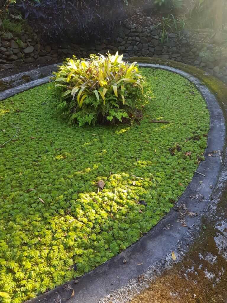 Jardin botanique du Quinta Splendida