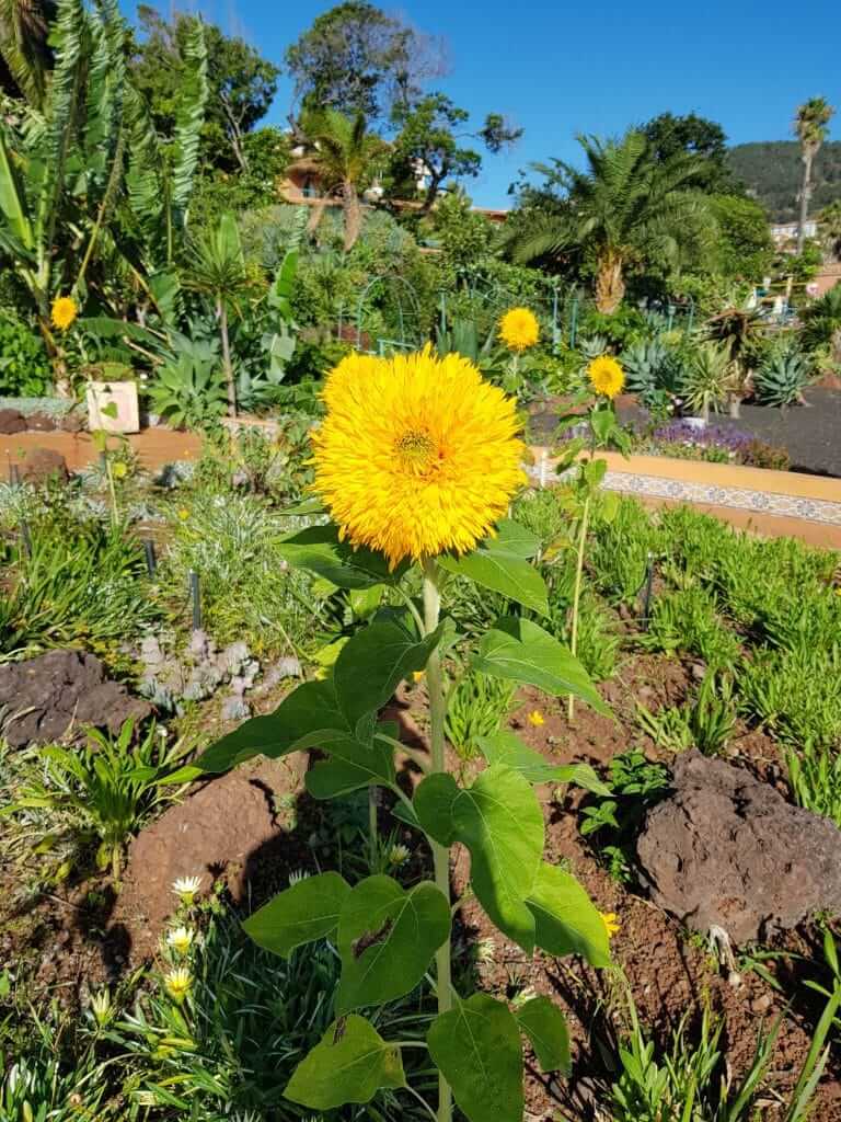 Jardin botanique du Quinta splendida