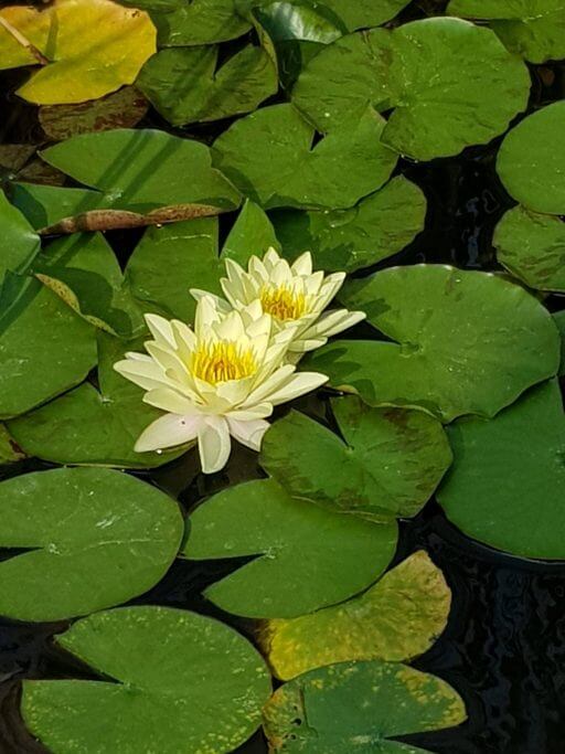 nénuphares dans le parc Marguerite à Budapest