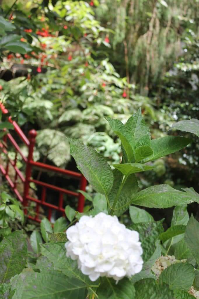 Hortensia dans le jardin de Monte Palace à Madère
