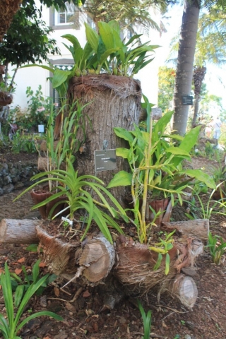 Jardin botanique de Funchal 2 Plantes au Jardin botanique à Funchal