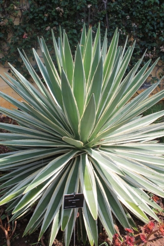 Magnifique plante du jardin botanique de Funchal magnifique plante jardin botanique Funchal