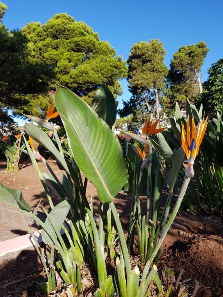 Jardin botanique du Quinta splendida