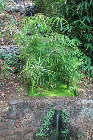 Papyrus Jardin botanique de Funchal papyrus jardin botanique Funchal