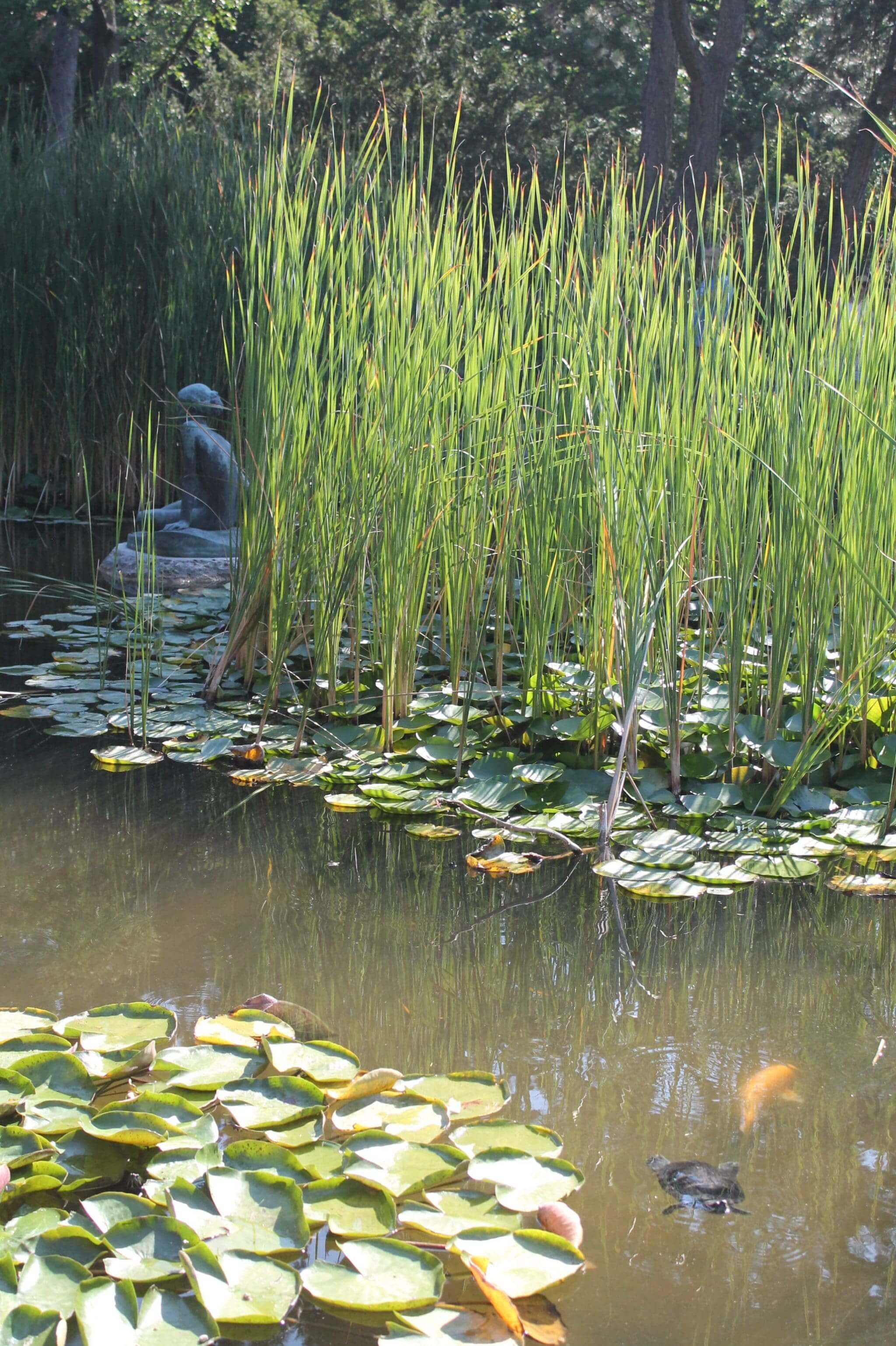 Parc marguerite à Budapest