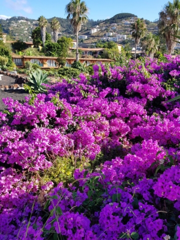 Quinta splendida fleurs à Madère