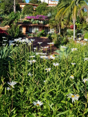 Marguerites au Quinta splendida à Madere