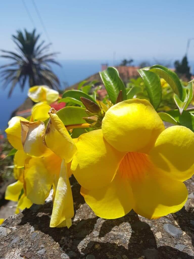 fleurs de Madère