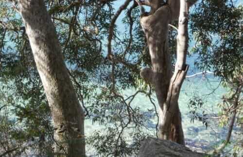 Au bord de l'eau sur la manly walk à Sydney en Australie