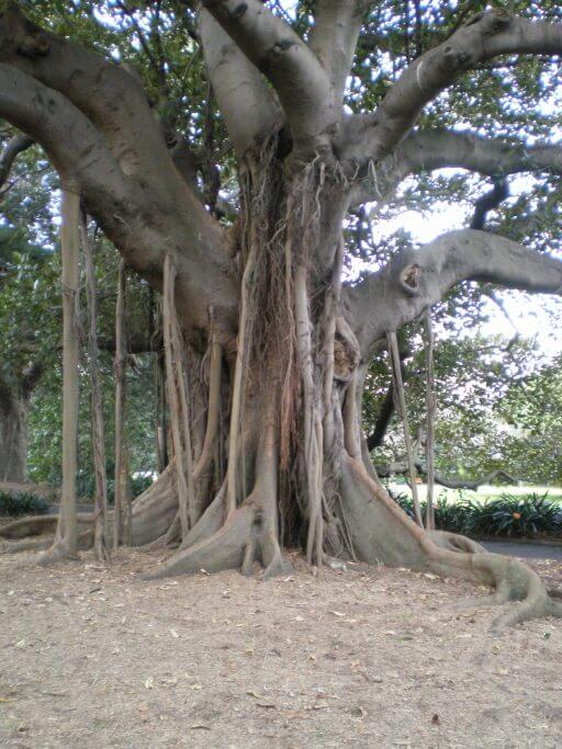 arbre au jardin botanique de Sydney