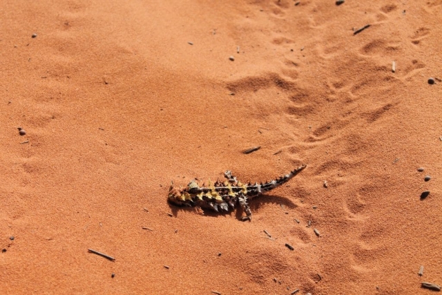 Animal dans François Perron Park animal dans François Perron Park en Australie