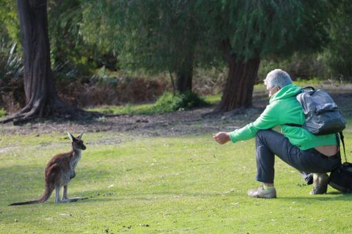 Bébé-kangourou-à-Yanchep en Australie