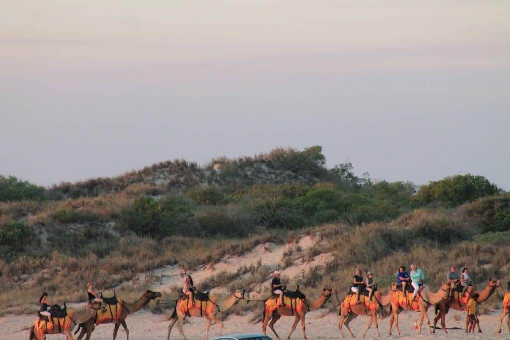 Caravane de chameaux à Cable Beach en Australie