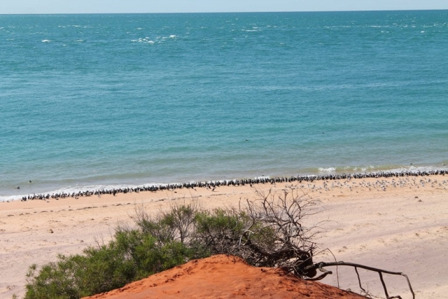 Colonie d'oiseaux dans François Perron Park Colonie d'oiseaux dans François Perron Park en Australie