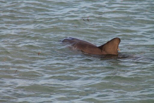 Dauphins-à-Monkey-Mia en Australie