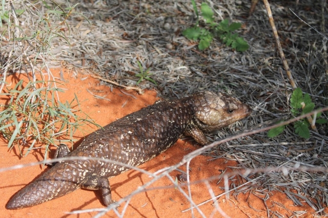 Drôle d'animal dans François perron Park Drôle d'animal dans François perron Park en Australie