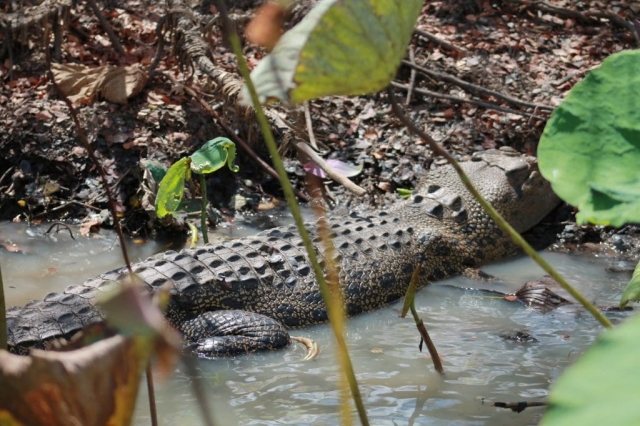 Faune du billabong dans le Mary River Wetlands Park (1) Faune du billabong dans le Mary River Wetlands Park en Australie