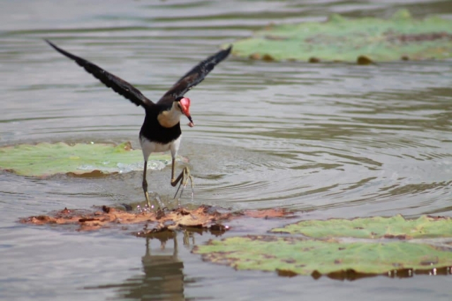 Faune du billabong dans le Mary River Wetlands Park (10) Faune du billabong dans le Mary River Wetlands Park en Australie