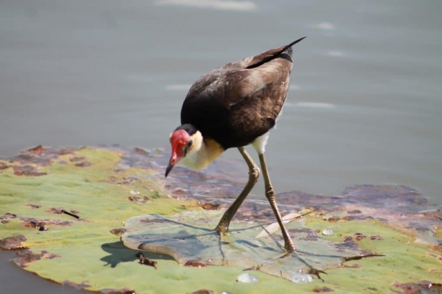 Faune du billabong dans le Mary River Wetlands Park (11) Faune du billabong dans le Mary River Wetlands Park en Australie