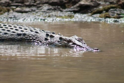Faune du billabong dans le Mary River Wetlands Park en Australie