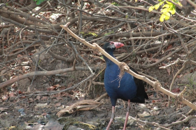 Faune du billabong dans le Mary River Wetlands Park (4) Faune du billabong dans le Mary River Wetlands Park en Australie