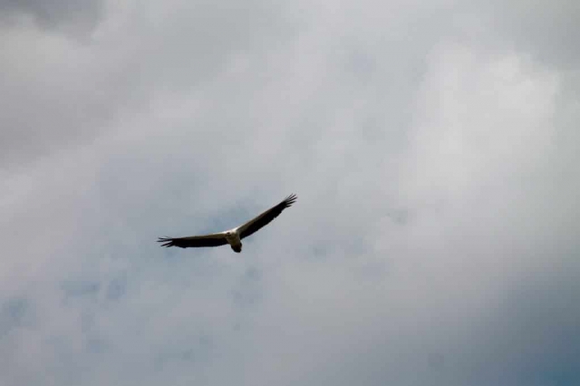 Faune du billabong dans le Mary River Wetlands Park (5) Faune du billabong dans le Mary River Wetlands Park en Australie