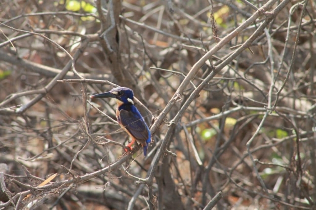 Faune du billabong dans le Mary River Wetlands Park (6) Faune du billabong dans le Mary River Wetlands Park en Australie