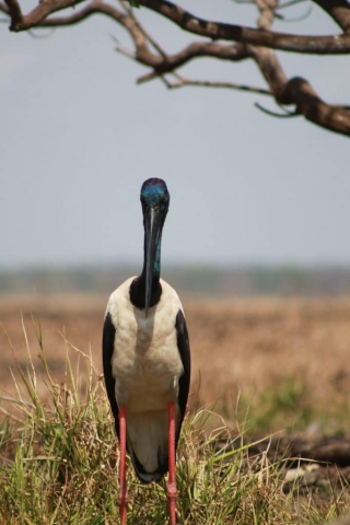 Faune du billabong dans le Mary River Wetlands Park (7) Faune du billabong dans le Mary River Wetlands Park en Australie