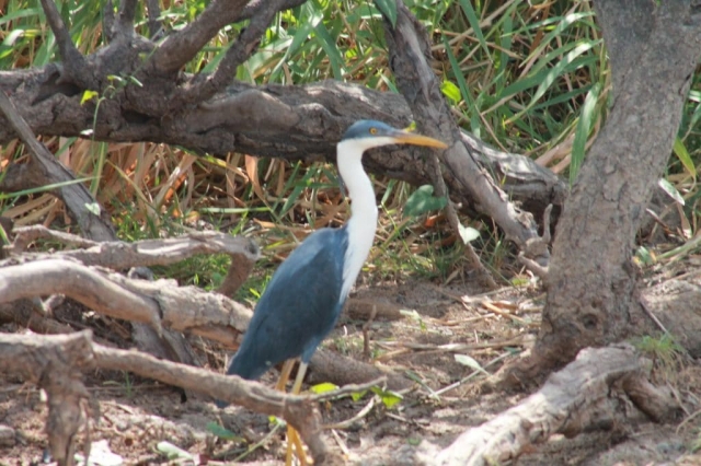 Faune du billabong dans le Mary River Wetlands Park (8) Faune du billabong dans le Mary River Wetlands Park en Australie