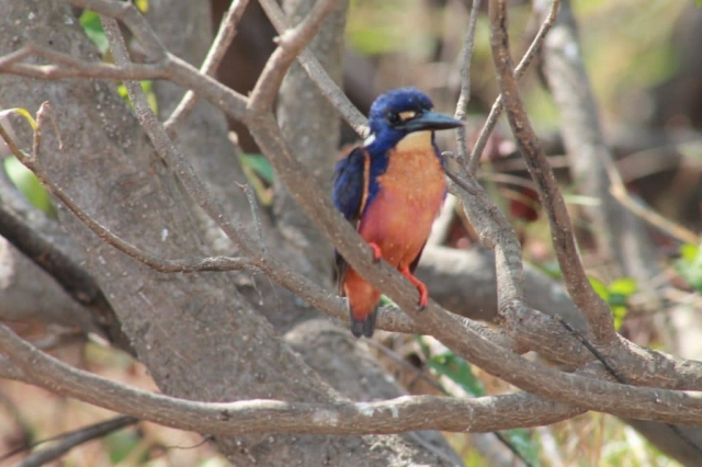 Faune du billabong dans le Mary River Wetlands Park (9) Faune du billabong dans le Mary River Wetlands Park en Australie