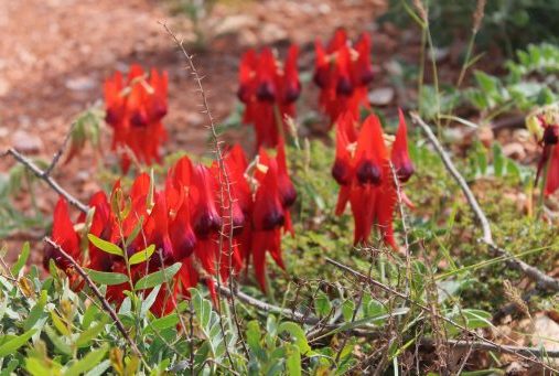 Fleurs rouges dans le Cape Range National Park Fleurs rouges dans le Cape Range National Park en Australie