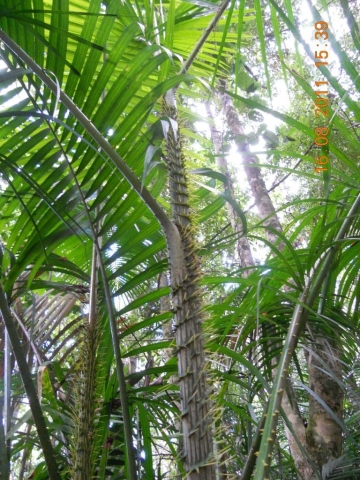 Flore rose gums wilderness retreat Fougère géante au rose gums wilderness retreat en Australie