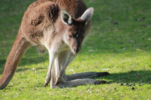 Kangourou dans le parc de Yanchep en Australie
