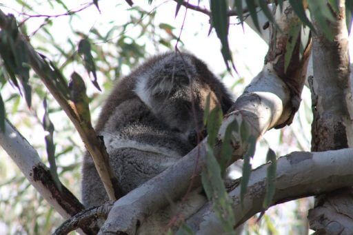 Koala dans le parc de yanchep en Australie
