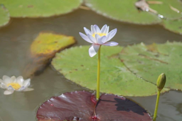 Lotus Blanc Mary River Lotus Blanc dans la Mary River en Australie