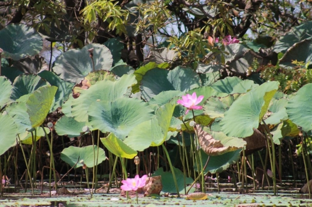 Lotus dans un billabong Lotus dans un billabong en Australie