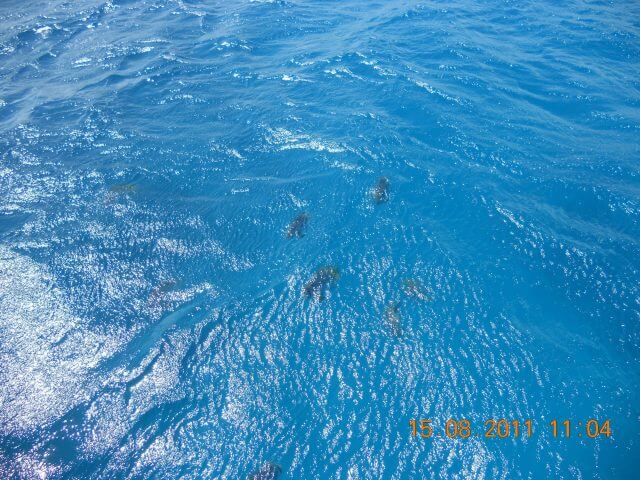La mer aux abords de Michaelmas Cay en Australie