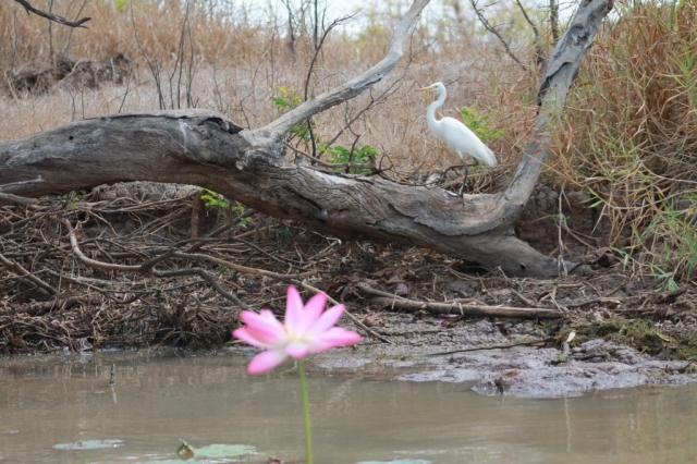 Oiseau et lotus dans la Mary River Oiseau et lotus dans la Mary River en Australie