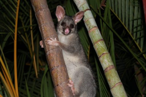 Opossum à Katherine en Australie