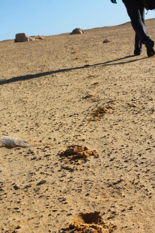 Trace de pas sur le sable du désert des Pinnacles en Australie