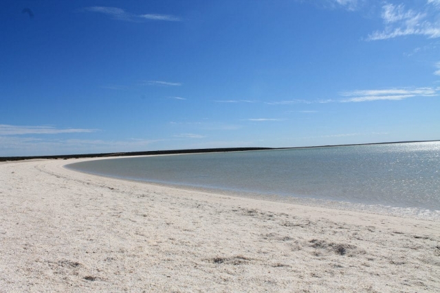 Plage de Shell Beach Plage de Shell beach en Australie