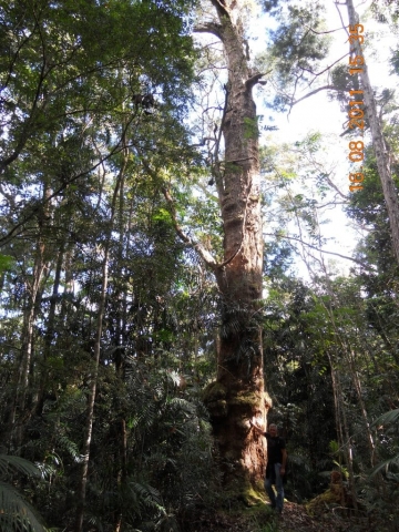 Rose Gums wilderness retreat walk Rose Gums wilderness retreat walk en Australie