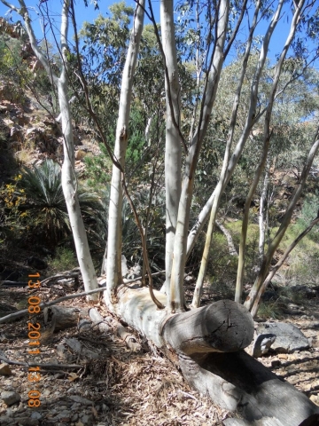 Eucalyptus à Stanley Chasm dans le centre rouge en Australie