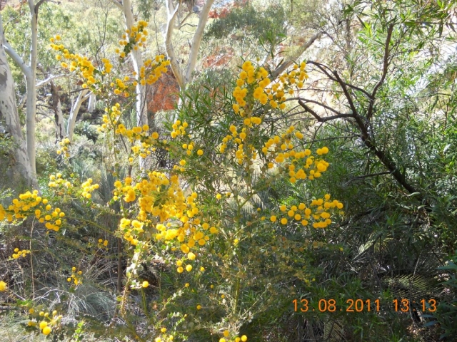 Satnley Chasm Végétation dans le centre rouge en Australie