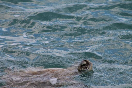Tortue-de-mer-à-Monkey-Mia en Australie