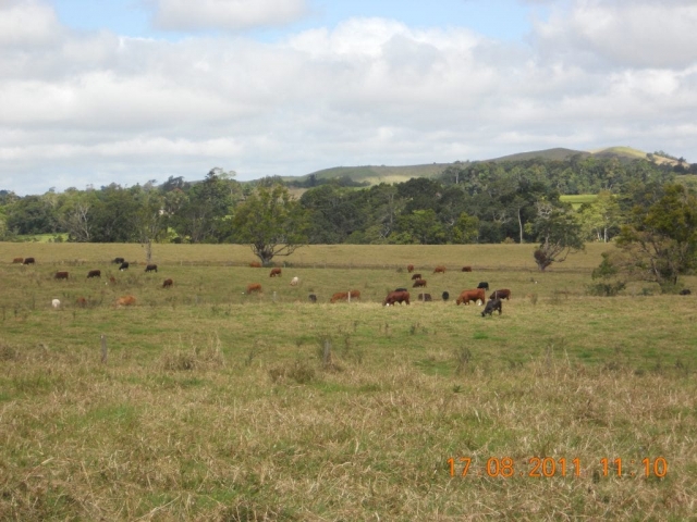 campagne à Atherton (1) Campagne à Atherton Tablelands en Australie