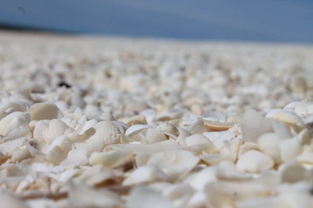 coquillages de Shell Beach coquillages de la plage de Shell Beach en Australie