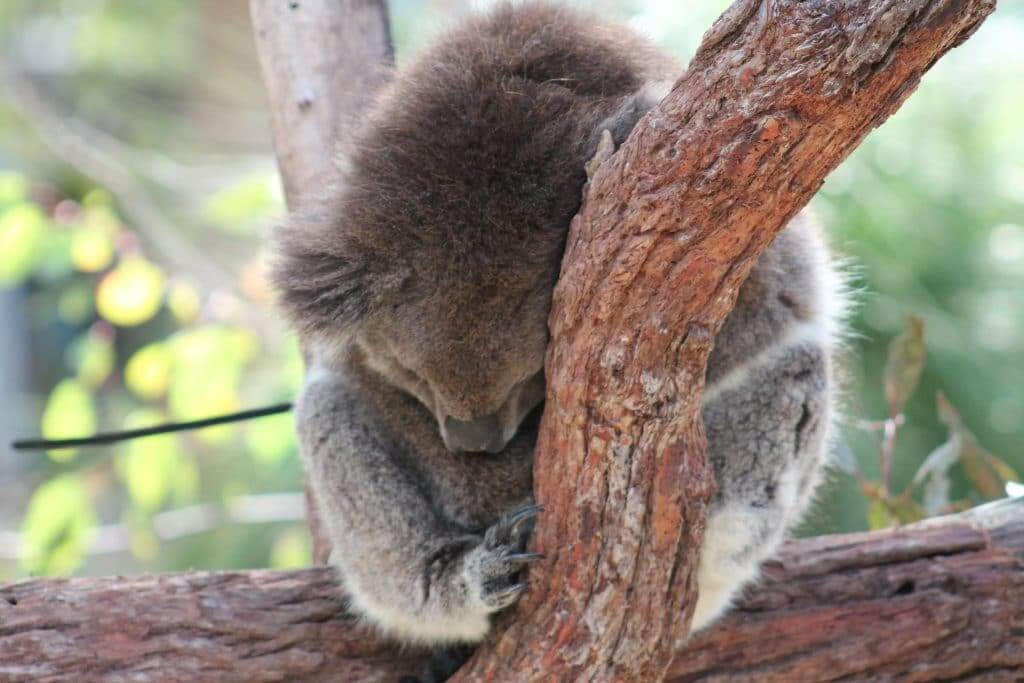 Koala dans le Yanchep National Park en Australie