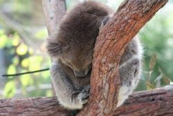 Koala dans le Yanchep National Park en Australie