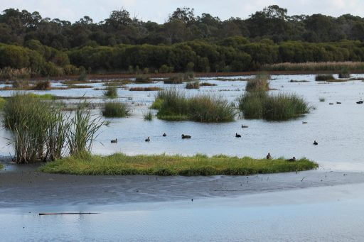 lac-dans-le-parc-national-de-Yanchep en Australie